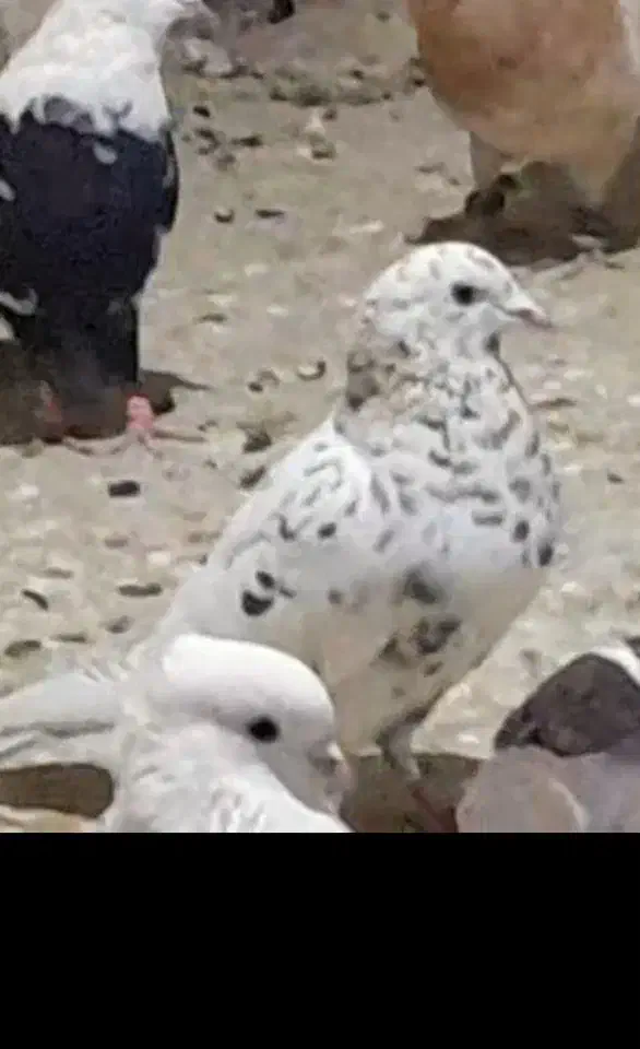 کبوتر گمشده لالجین|پرنده|لالجین, |دیوار