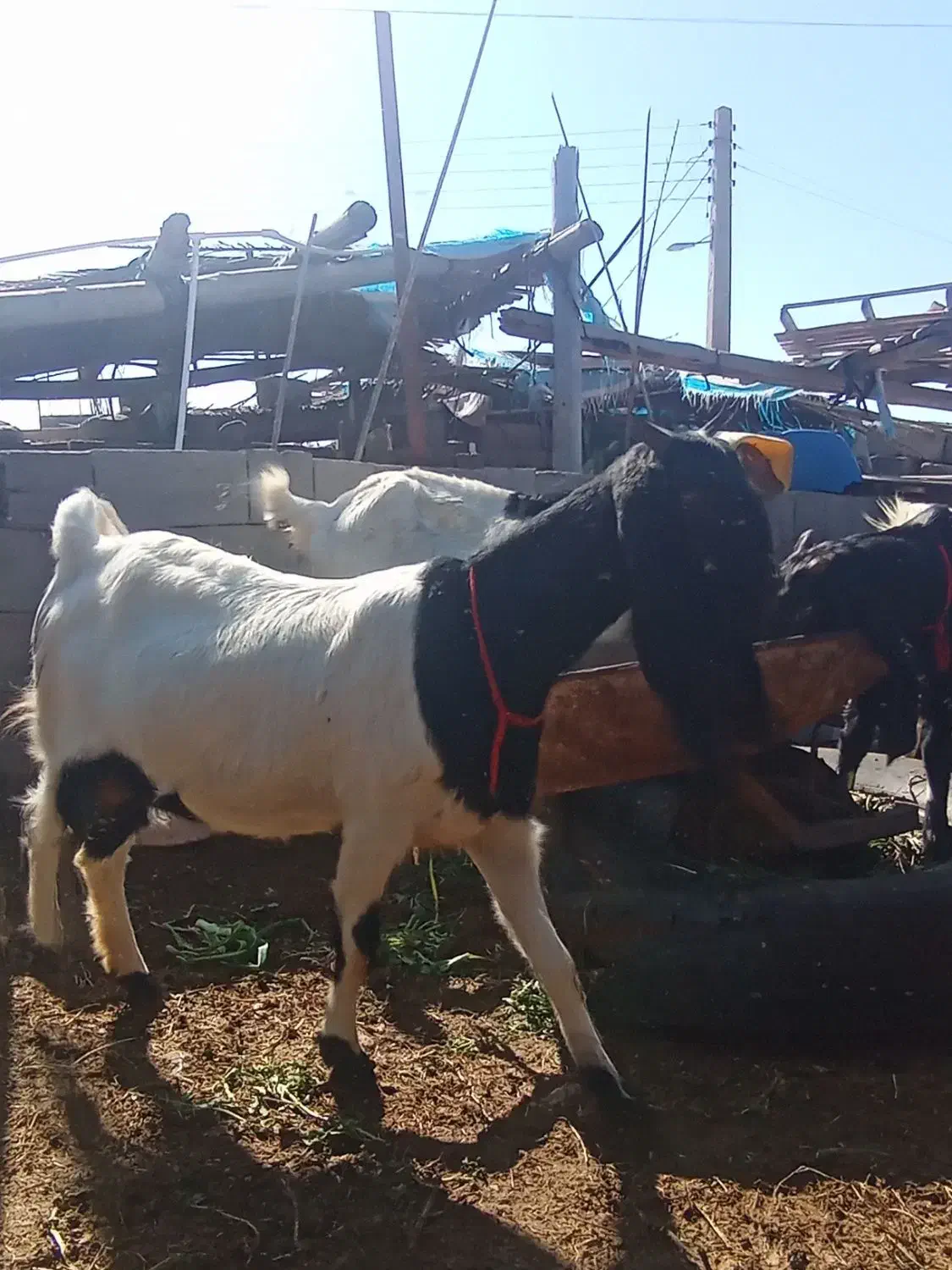 بز پاکستانی|حیوانات مزرعه|میناب, |دیوار