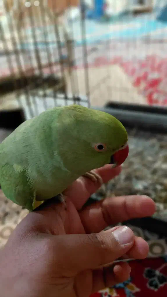 ملنگو|پرنده|خرمشهر, |دیوار