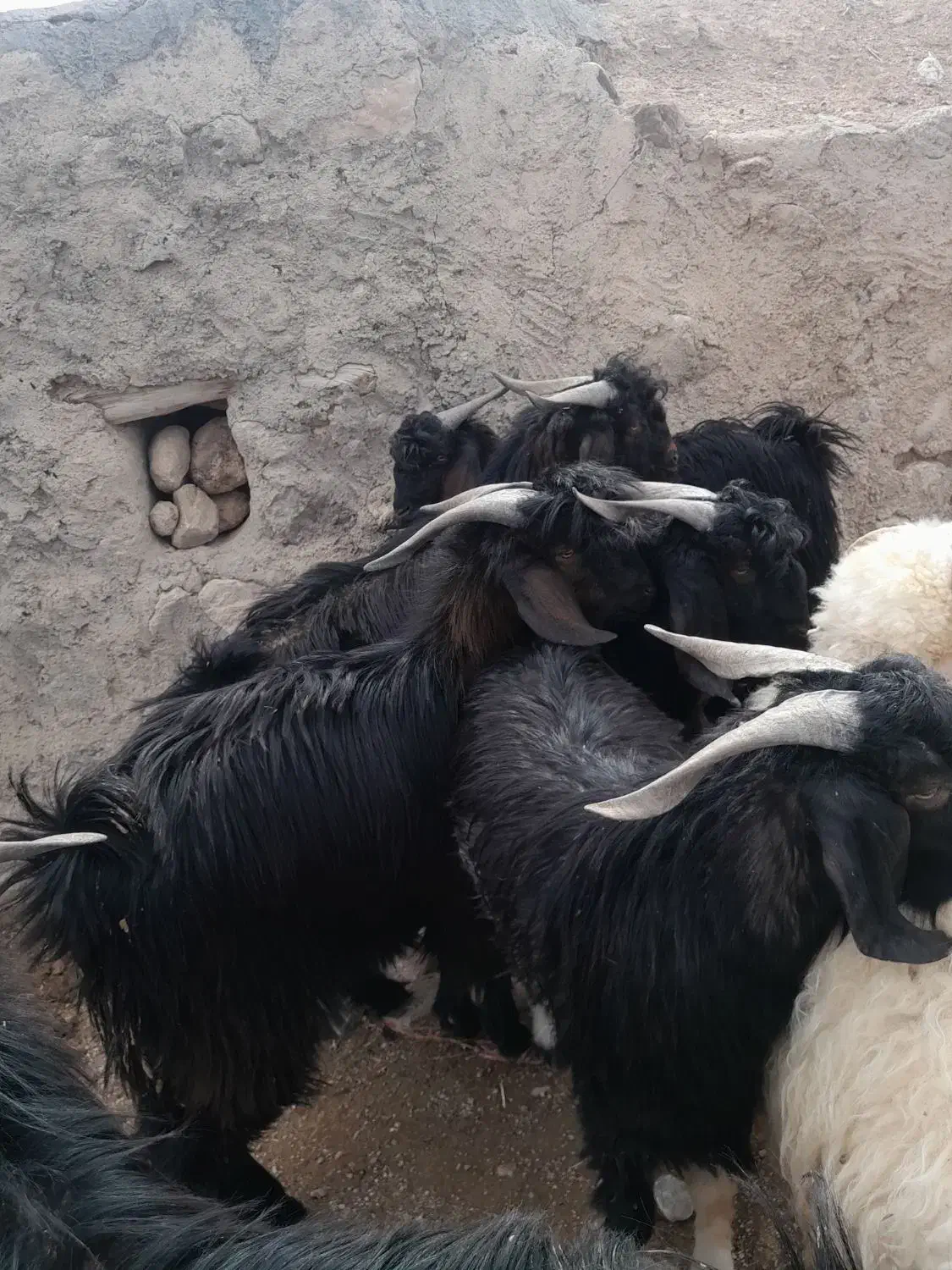 کهره.نر|حیوانات مزرعه|داراب, |دیوار