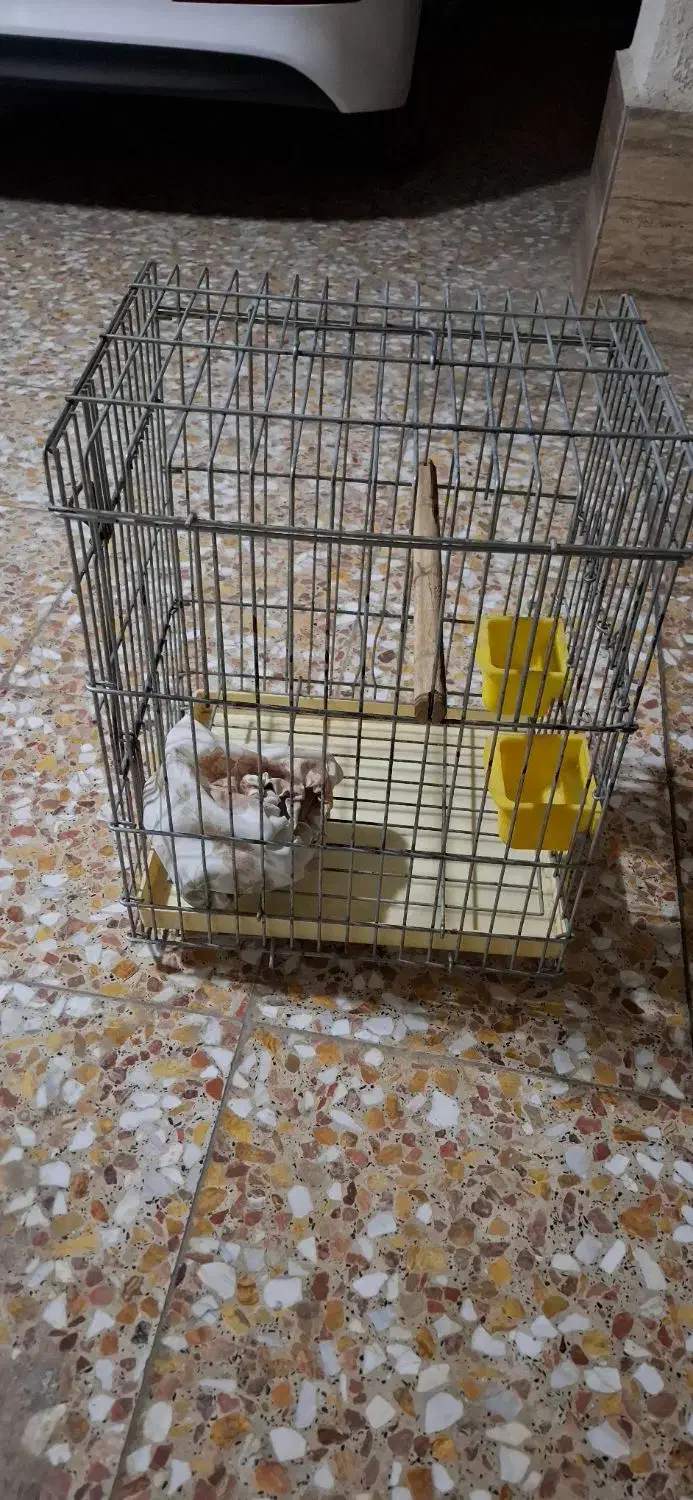 قفس سالم|لوازم جانبی حیوانات|لاهیجان, کوی آزادگان|دیوار