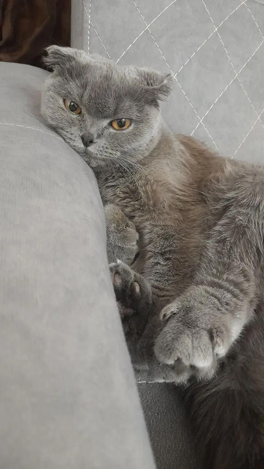 گربه اسکاتیش فولد اصل چشم نارنجی|گربه|کرمان, |دیوار