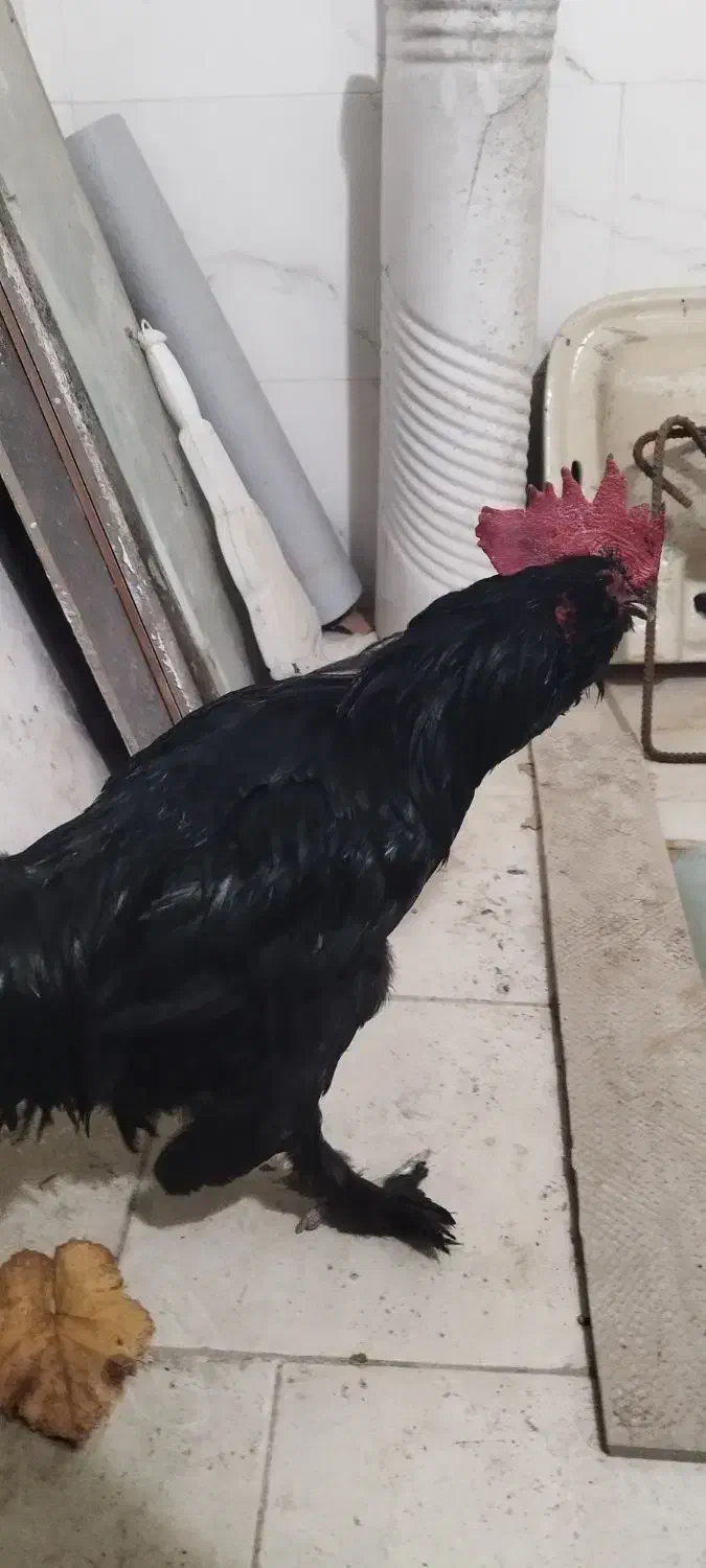 خروس|حیوانات مزرعه|مشهد, امیریه|دیوار