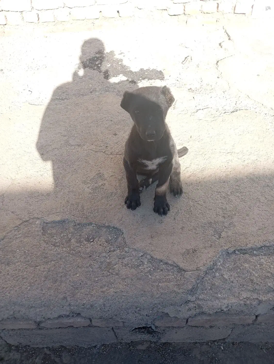 توله دوماهه|سگ|تربت‌حیدریه, پائین ولایت|دیوار