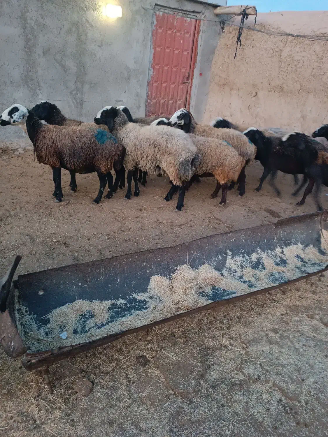 گوسفند شال|حیوانات مزرعه|بشاریات, |دیوار