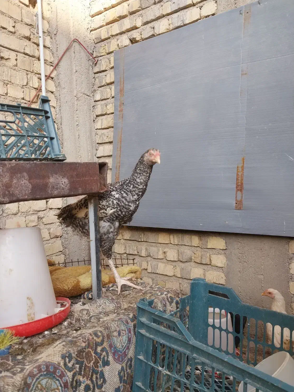 جوجه لاری|حیوانات مزرعه|شیراز, کرونی(خاتونک)|دیوار