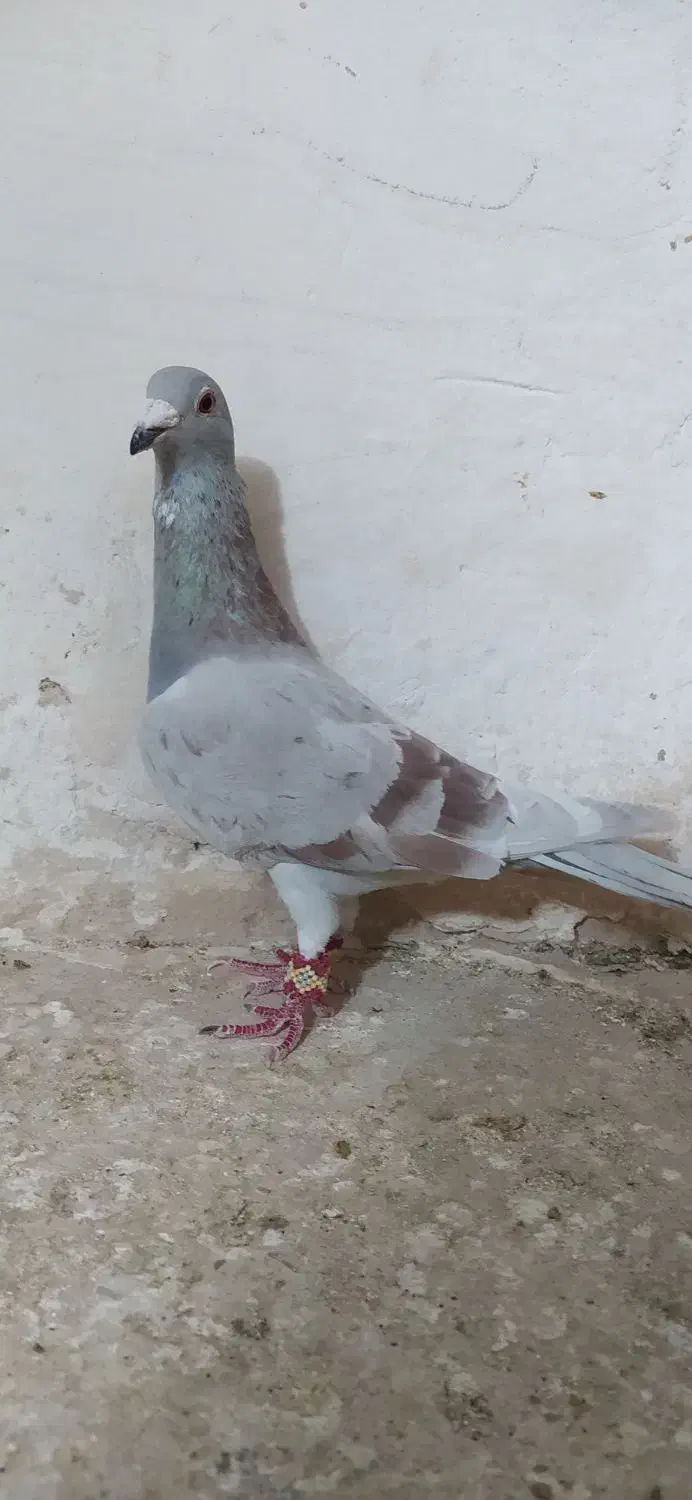 کبوتر ناشی|پرنده|شیروان (خراسان), |دیوار