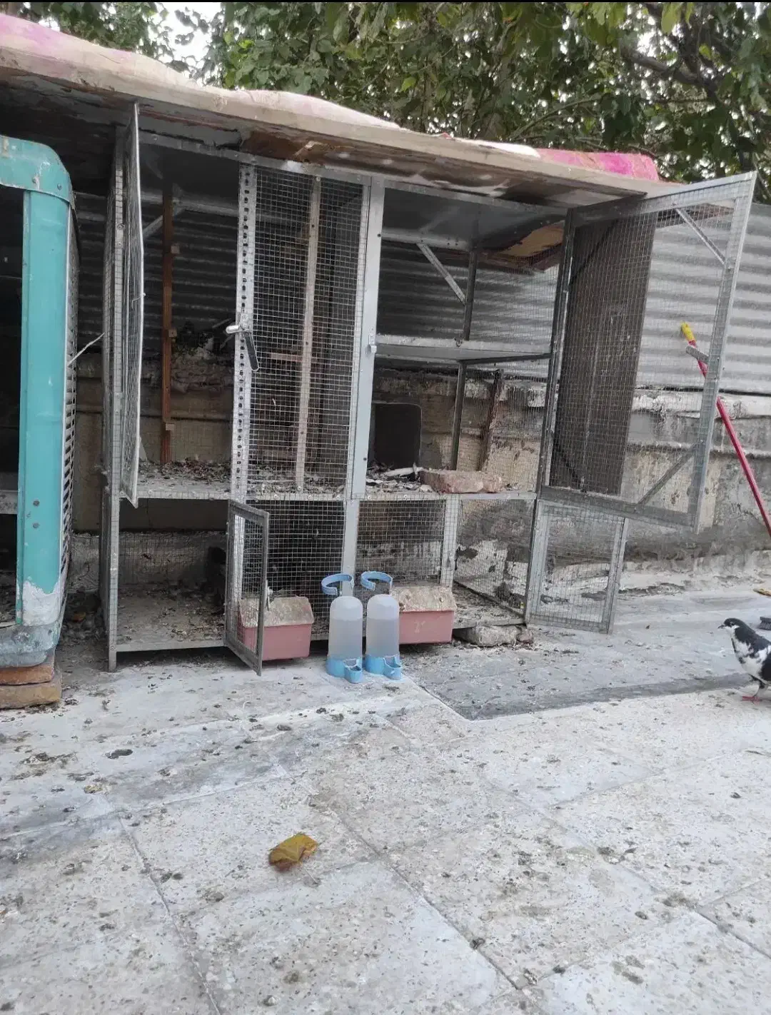 کفتر و گنجه فروشی|پرنده|شیراز, شاهچراغ|دیوار