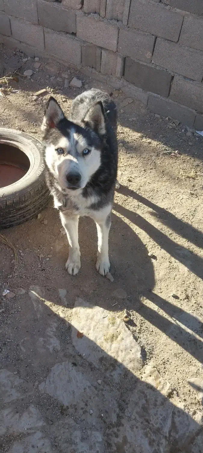 سگ هاسکی نر|سگ|بجنورد, |دیوار