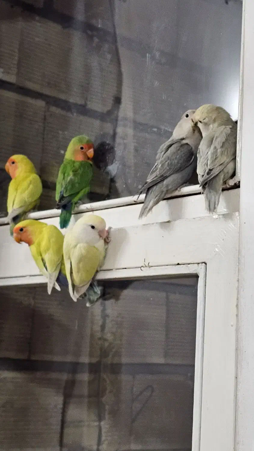 طوطی برزیلی|پرنده|لنجان, |دیوار