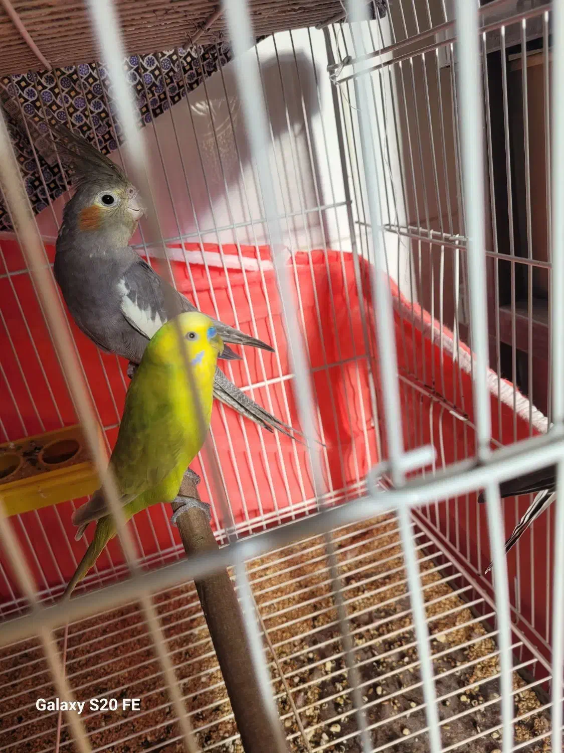 طوطی عروس ۱ساله|پرنده|ساری, |دیوار