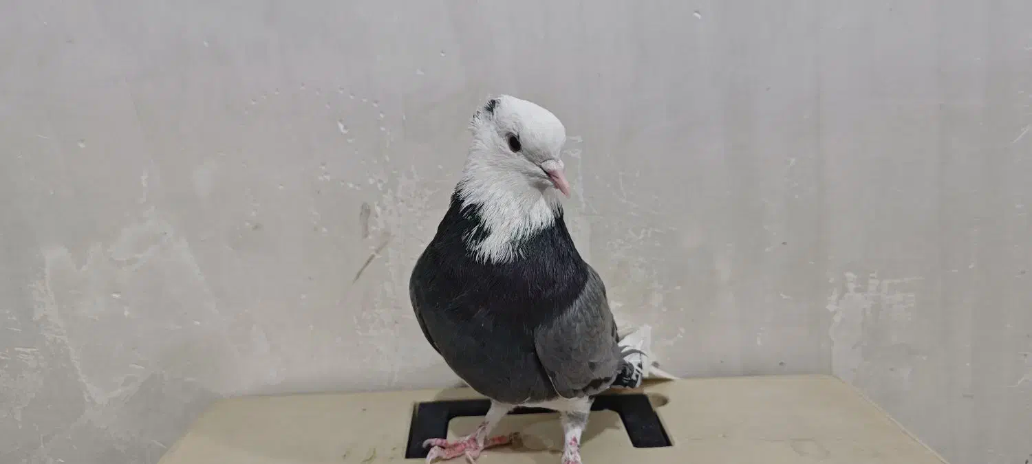 کبوتر|پرنده|تهران, مسعودیه|دیوار
