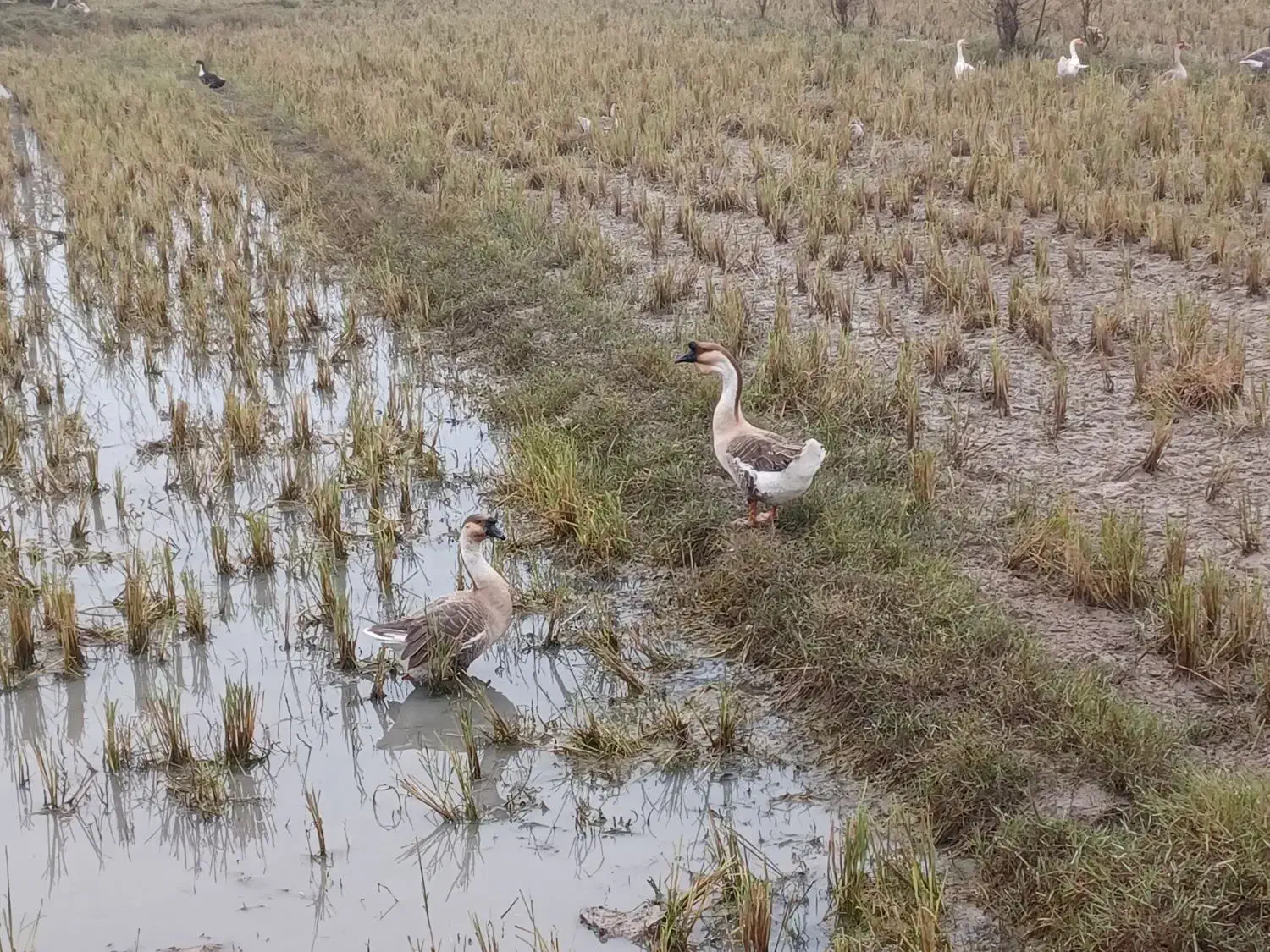 قو غاز اصیل|حیوانات مزرعه|رشت, لاکان|دیوار