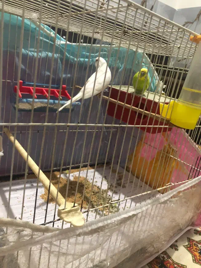 مرغ عشق|پرنده|بجنورد, |دیوار