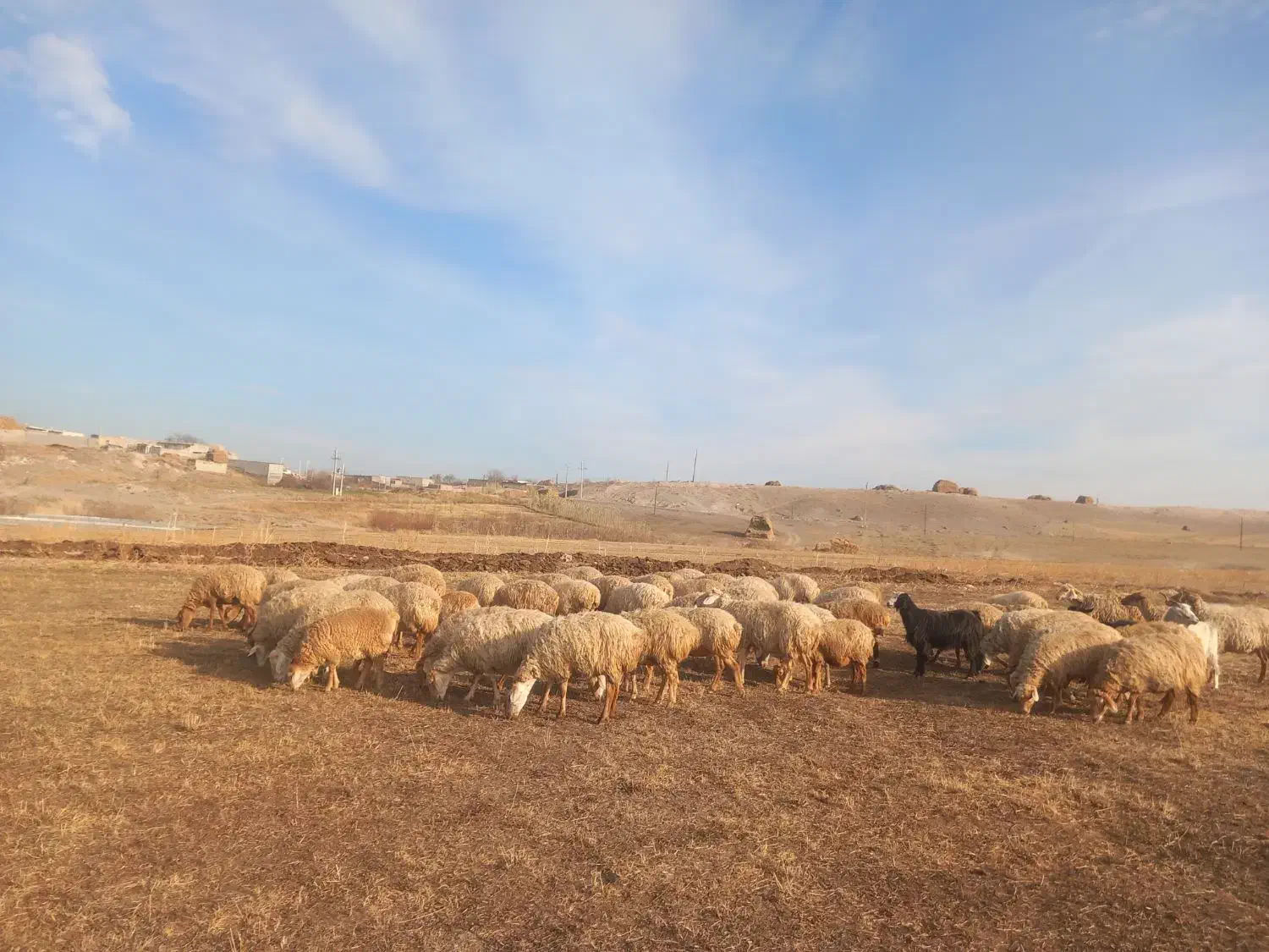 گوسفند دامازدغ|حیوانات مزرعه|مشگین شهر, |دیوار