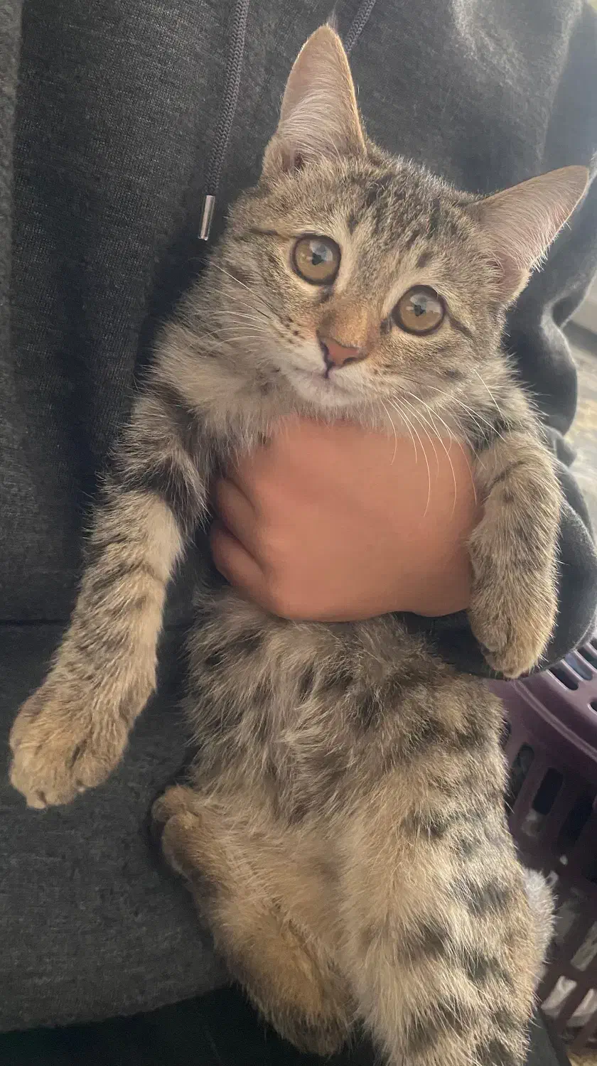 گربه خونگی و باهوش|گربه|مشهد, کارمندان دوم|دیوار