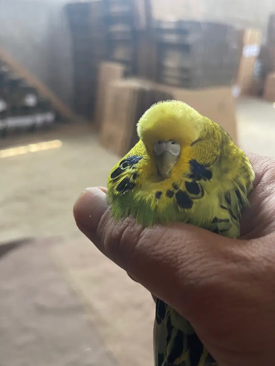 مرغ عشق هلندی|پرنده|ملارد, |دیوار