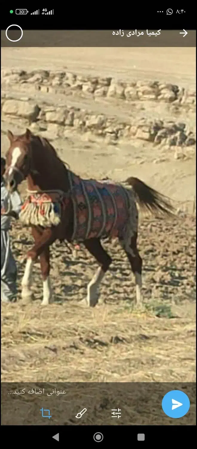 اسب عرب در ملکشاهی|اسب و تجهیزات اسبسواری|گچی, |دیوار