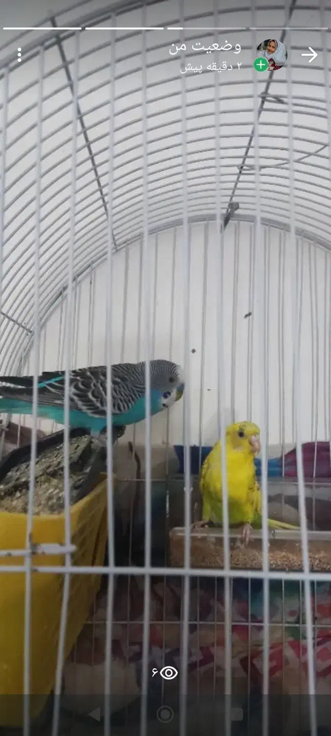 فروش. طوطی برزیلی دستی دستی و مرغ عشق|پرنده|جم, |دیوار
