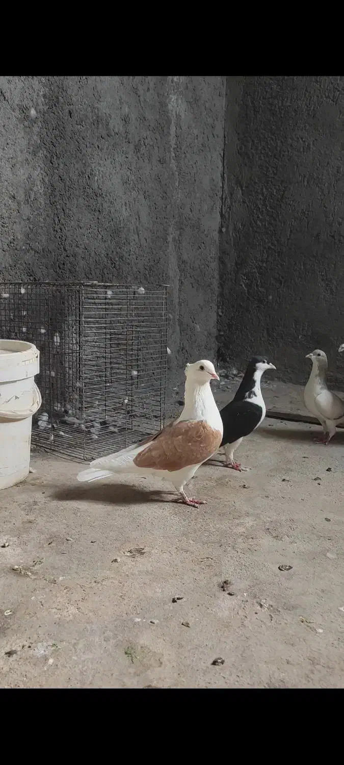 پشت زرد ماده|پرنده|تاکستان, |دیوار