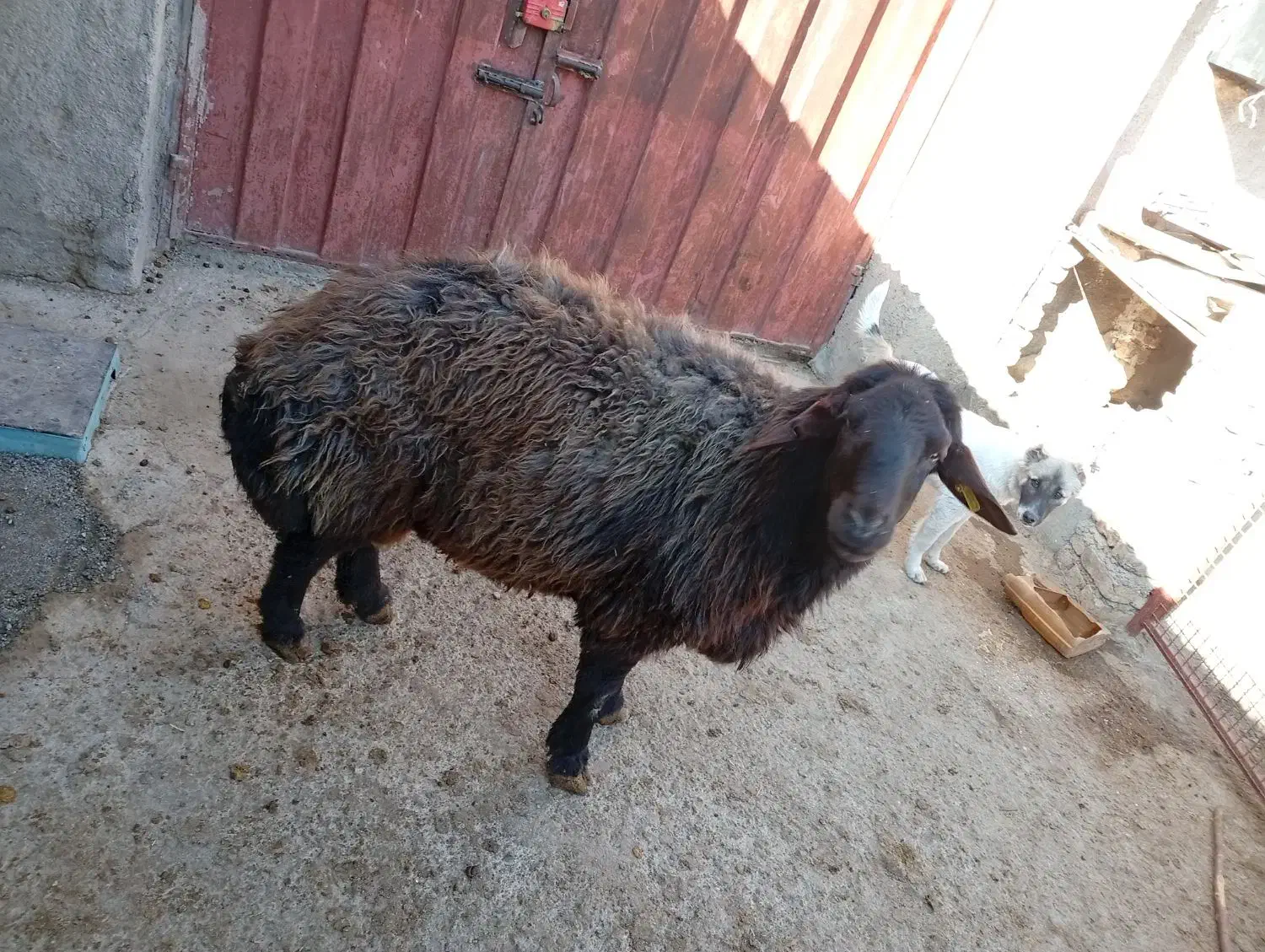 قوچ همو|حیوانات مزرعه|قوچان, |دیوار