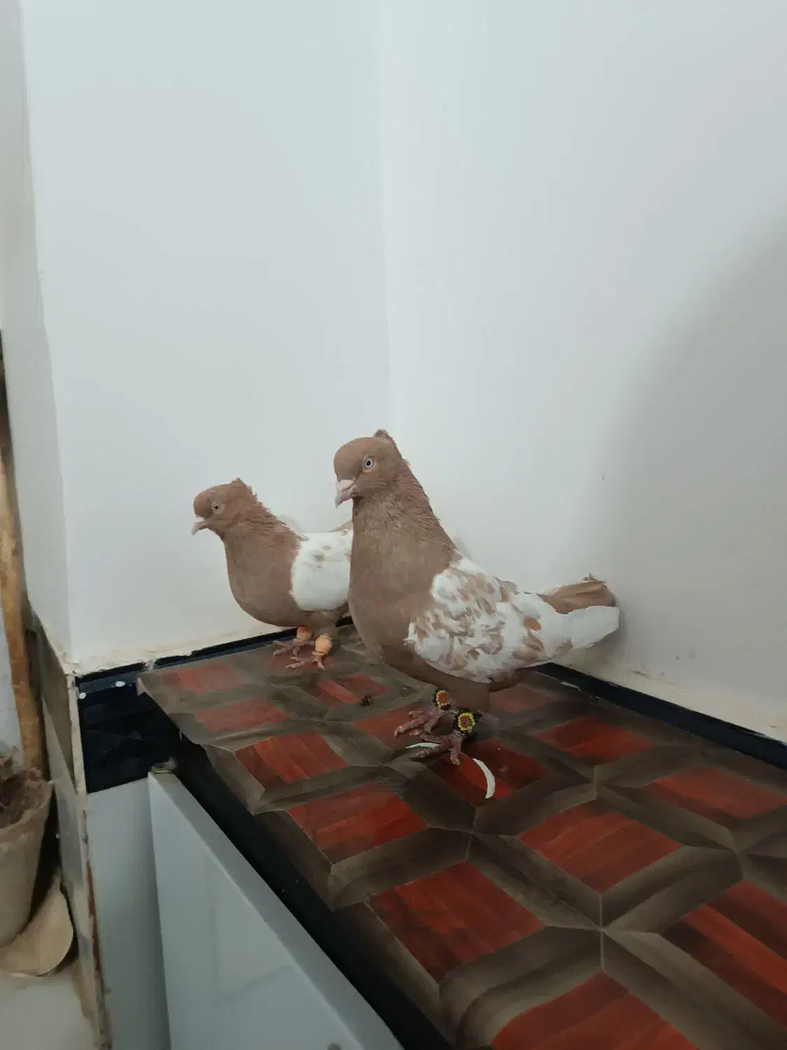 جفتگاه|پرنده|تربت جام, شاهد|دیوار