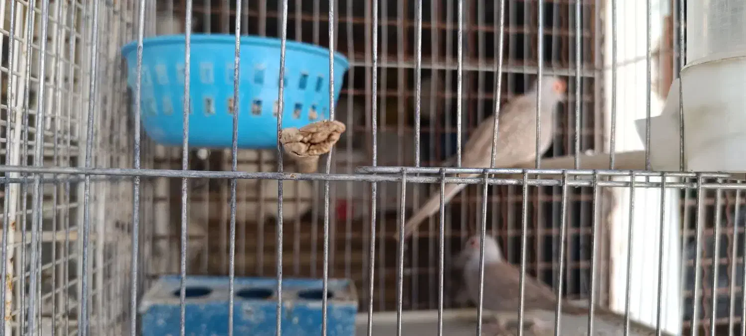 مرغ عشق نر|پرنده|آبدانان, |دیوار