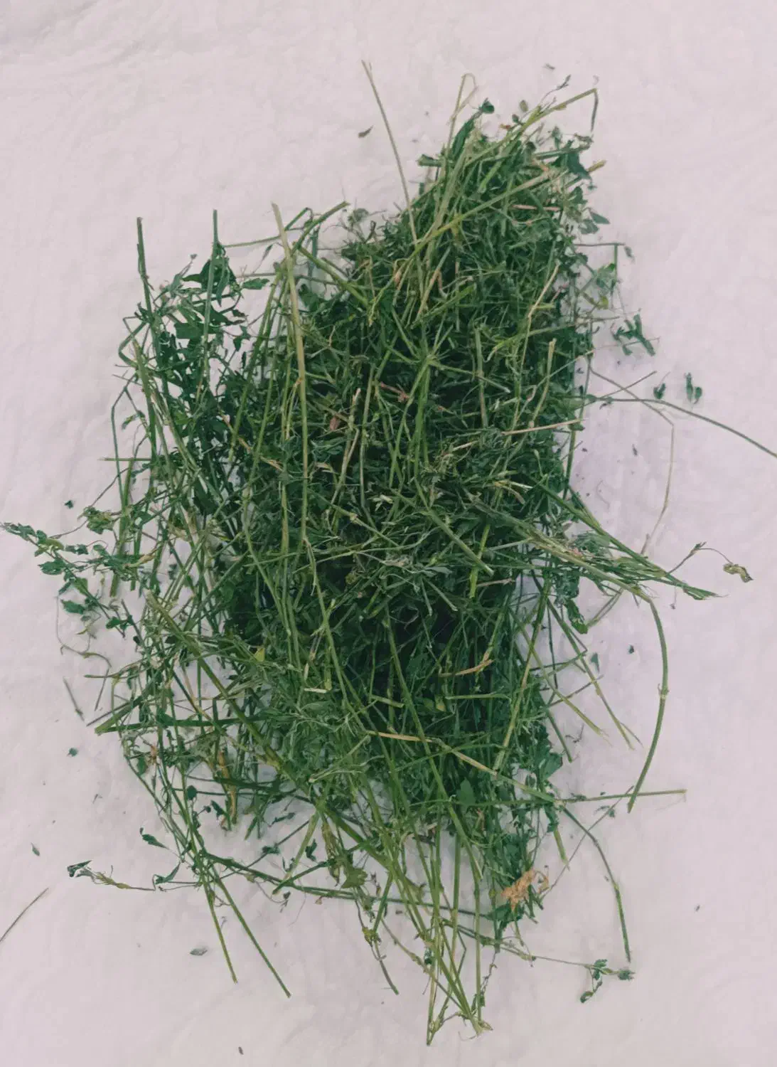 یونجه برگ|لوازم جانبی حیوانات|بومهن, |دیوار