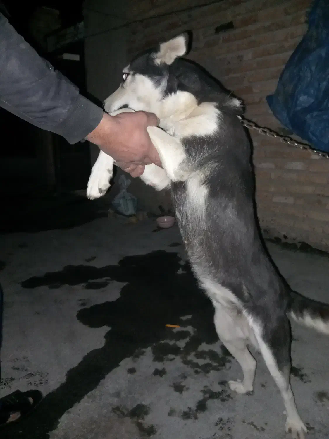 هاسگی|سگ|اردبیل, |دیوار