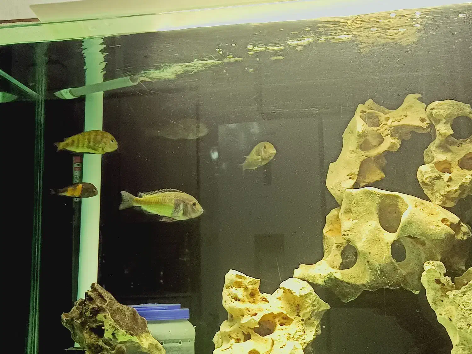 ماهی ترفئوس ایکولا|ماهی|کهریزک, |دیوار