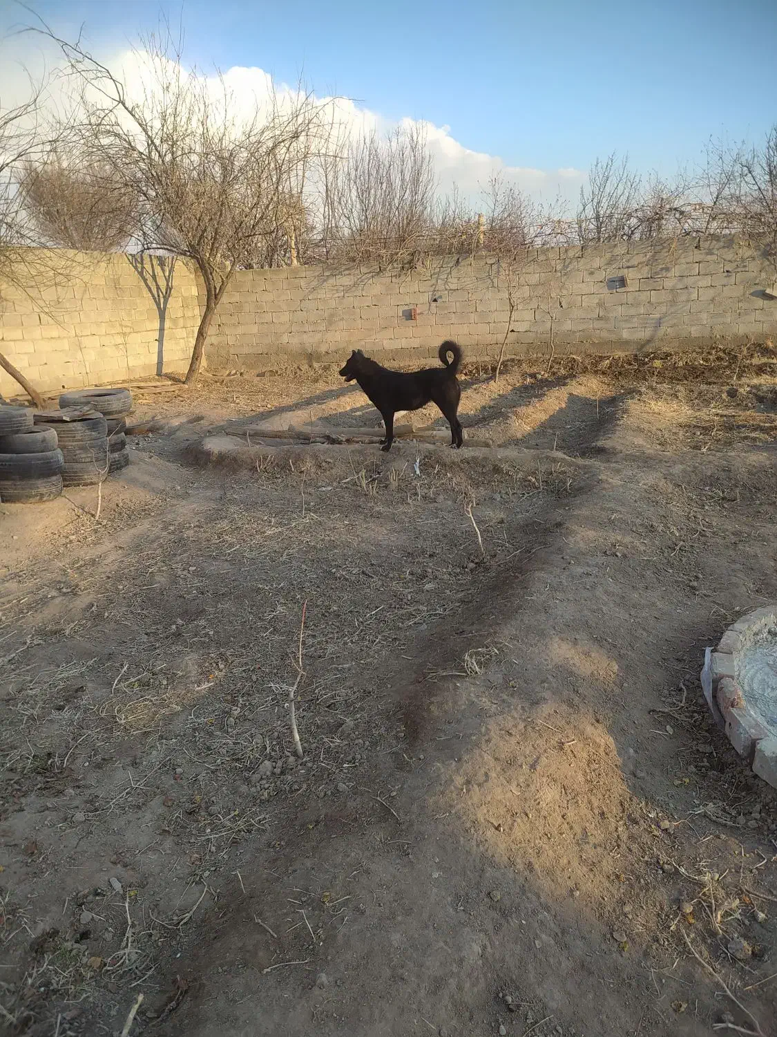 سگه ماده 17ماهه گله|سگ|خسروشاه, |دیوار