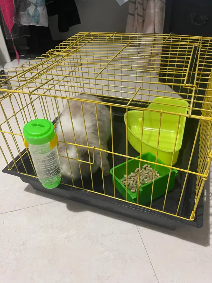 خرگوش لوپ|موش و خرگوش|محمودآباد, |دیوار