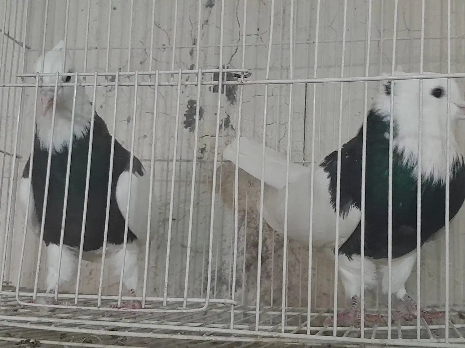 چند جفت طوقی یه جفت زاغ آبادانی یه جفت سرخ|پرنده|شاهین‌شهر, گرگاب|دیوار