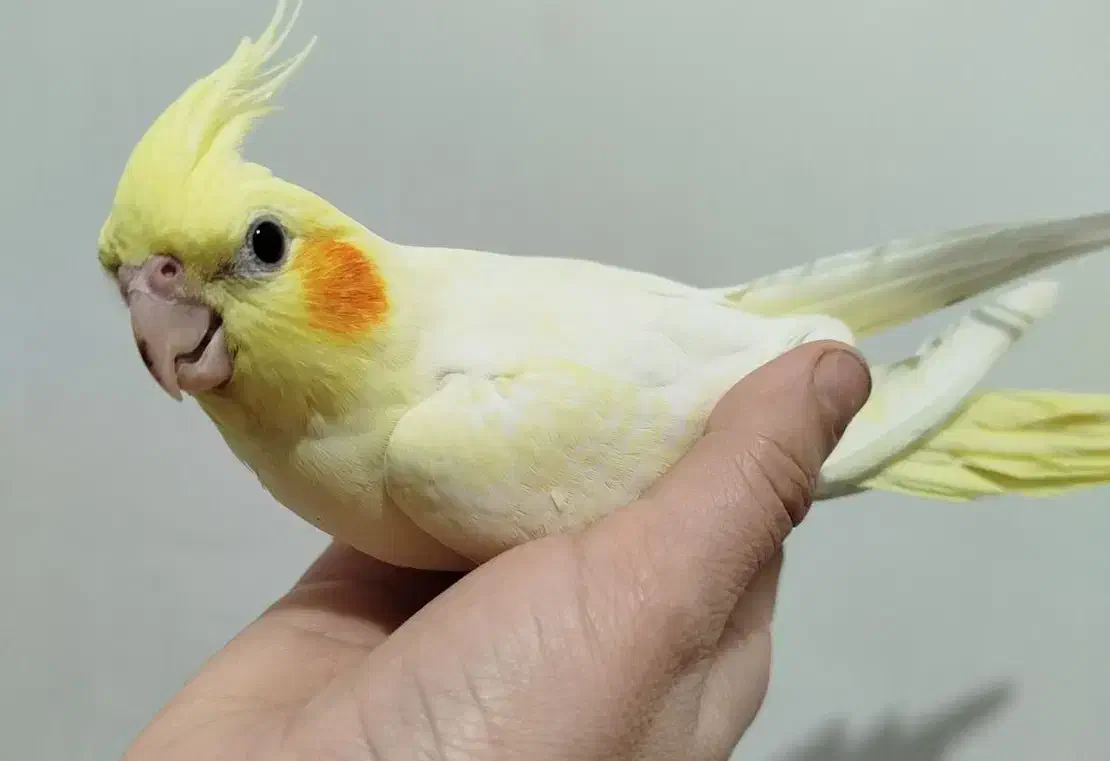 طوطی عروس هلندی|پرنده|دزفول, |دیوار