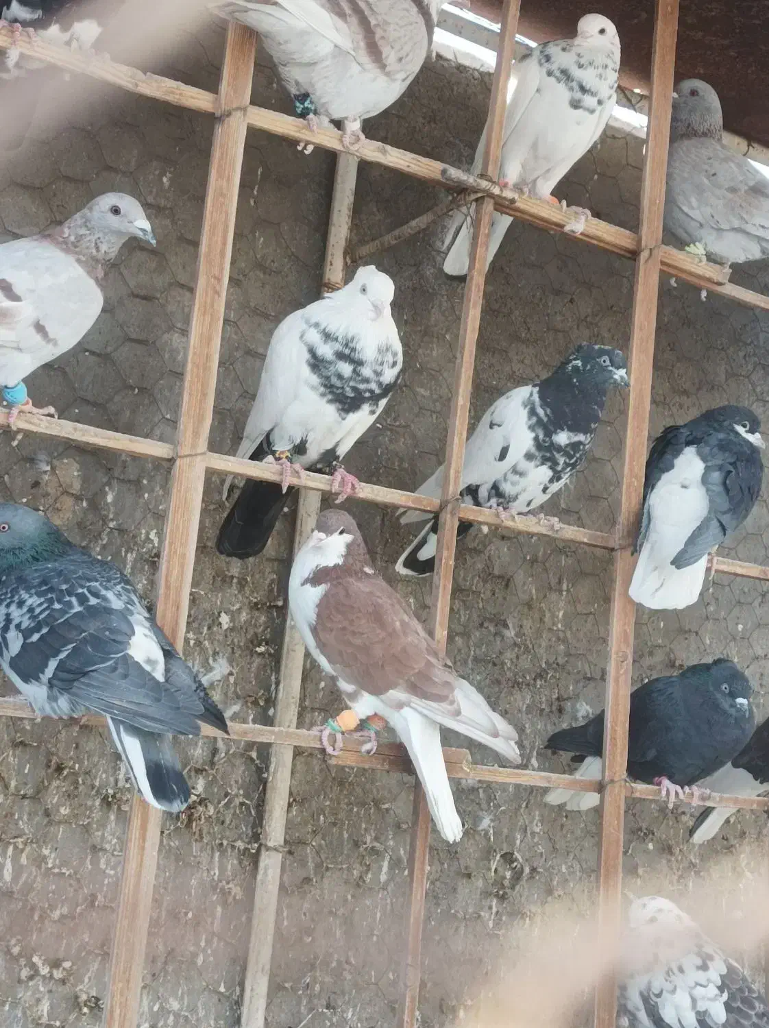 کفتر پرشی|پرنده|نیشابور, چمبران|دیوار