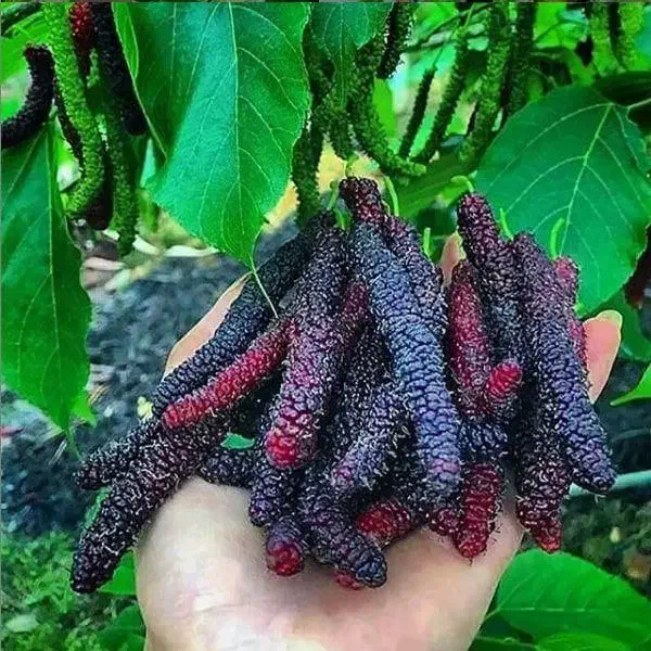 نهالستان گردو و میوه های اقتصادی پالیز|خدمات باغبانی و درختکاری|نکا, |دیوار