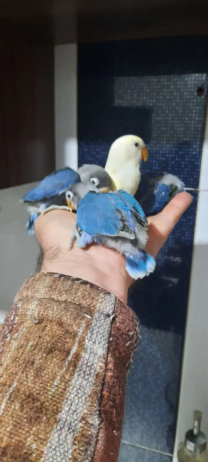 کوتوله ، مرغ عشق انگلیسی|پرنده|همدان, |دیوار