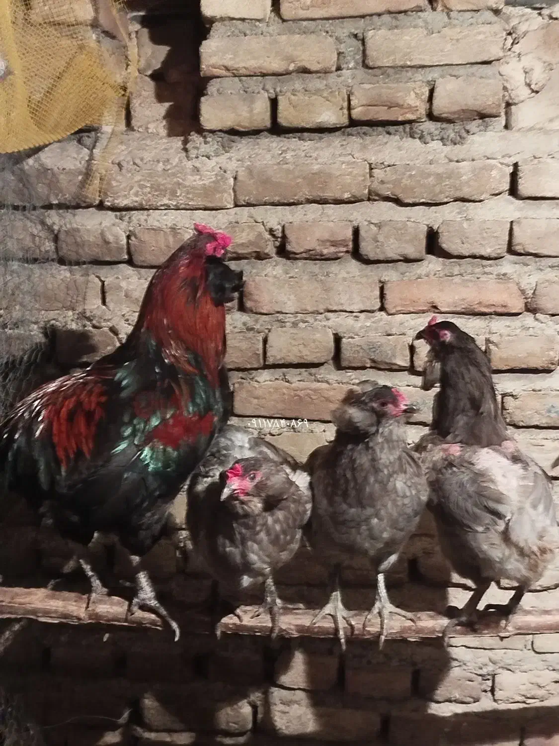 جوجه آراکانا گوشواره دار خاص کمیاب|حیوانات مزرعه|نکا, |دیوار