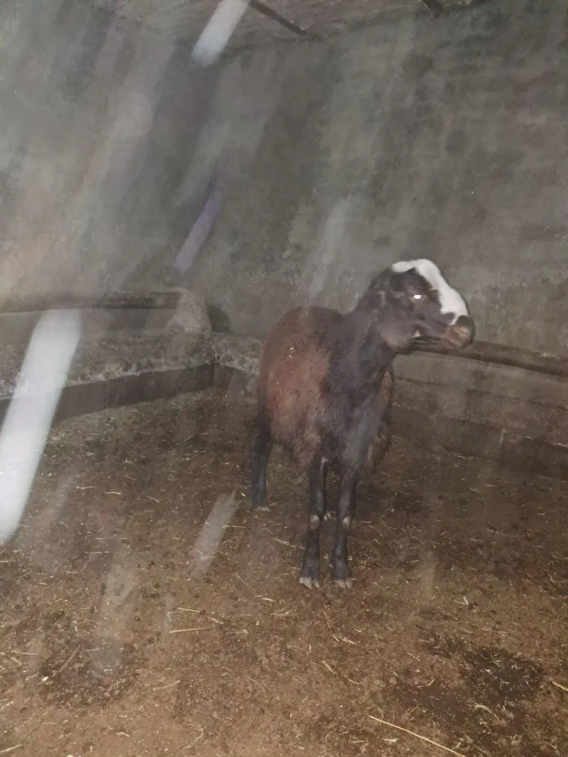 بره نر افشار|حیوانات مزرعه|خنداب, |دیوار