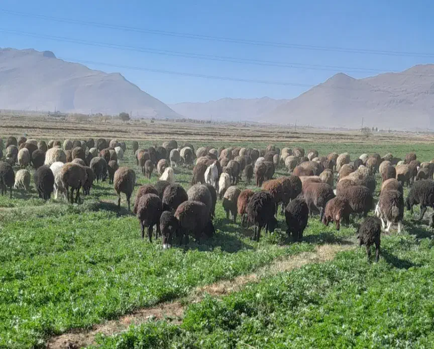 بره نر و ماده|حیوانات مزرعه|شازند, |دیوار