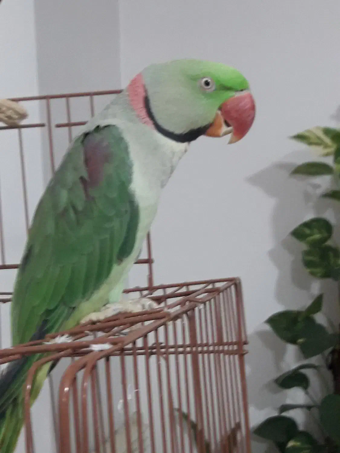 شاه طوطی سخنگو|پرنده|قائم‌شهر, |دیوار