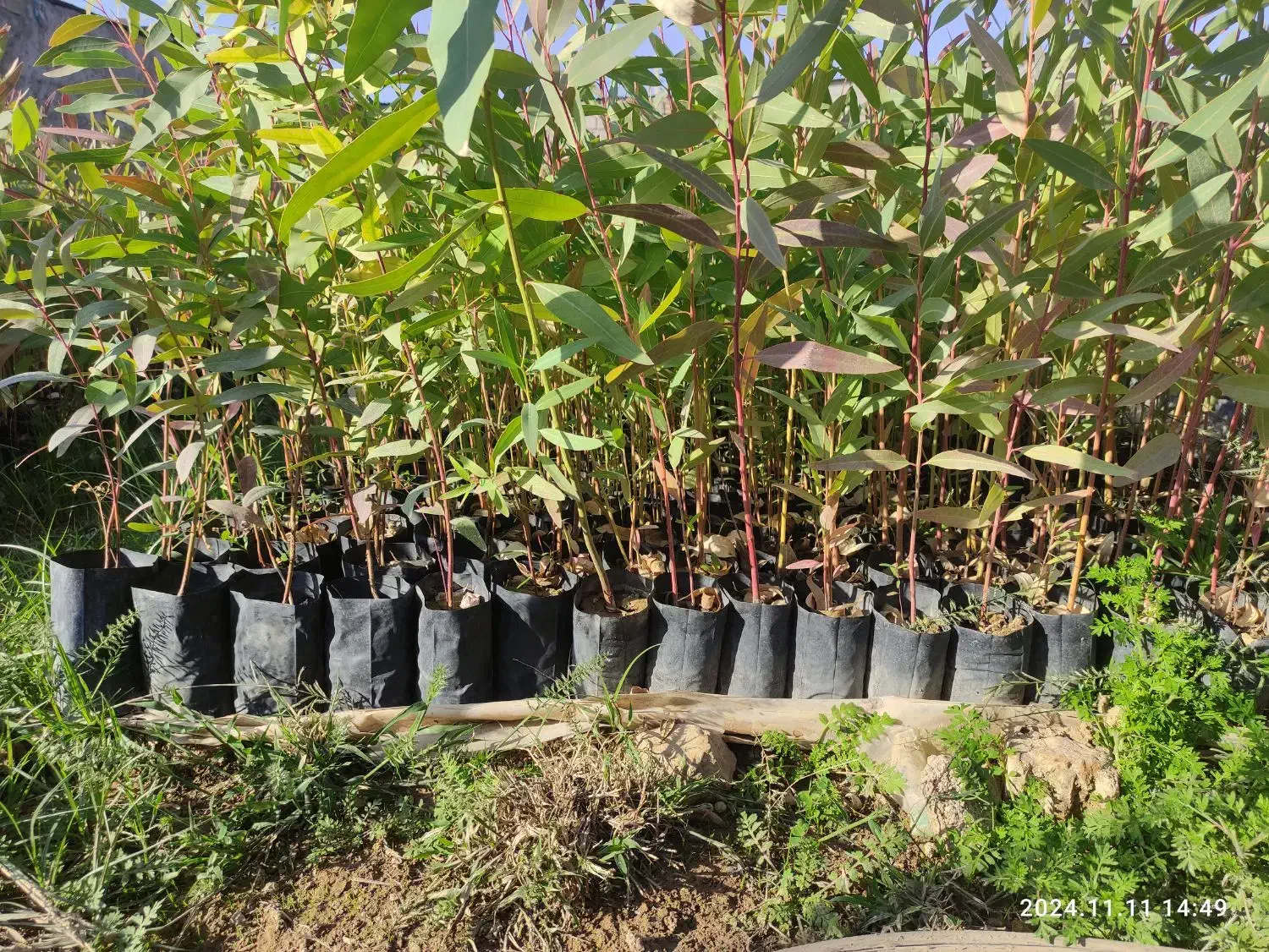 فروش عمده نهال اکالیپتوس|خدمات باغبانی و درختکاری|مسجد سلیمان, |دیوار