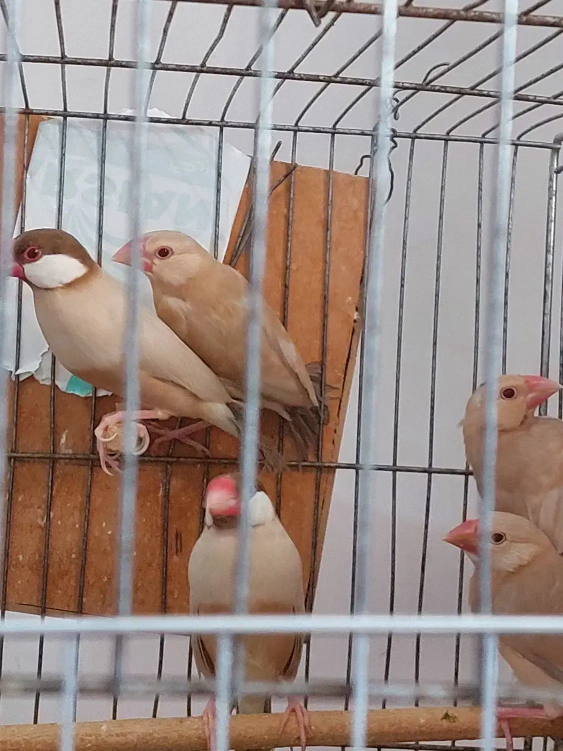 فنچ نرگسی شکلاتی با۳ عدد جوجه|پرنده|فردیس, قریشی|دیوار