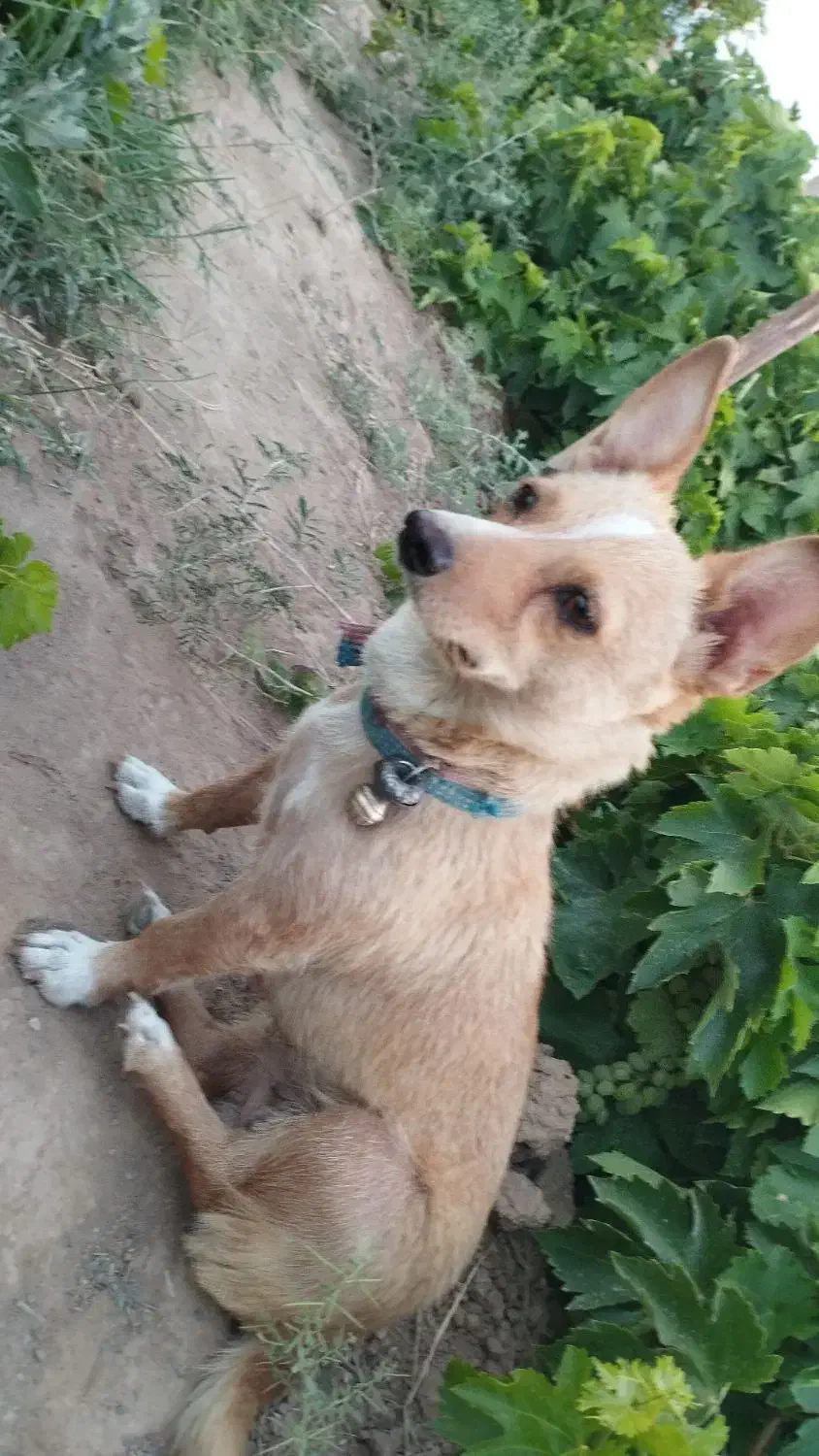 سگ کوچولو قدش 30سانته|سگ|خلیل آباد, |دیوار