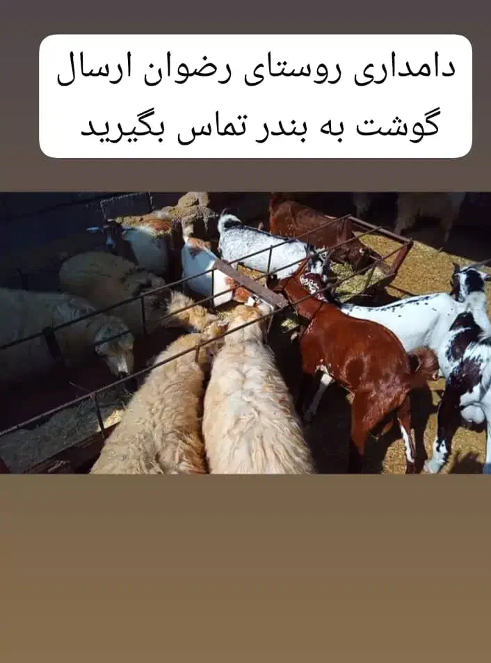 بزغاله|حیوانات مزرعه|بندرعباس, |دیوار
