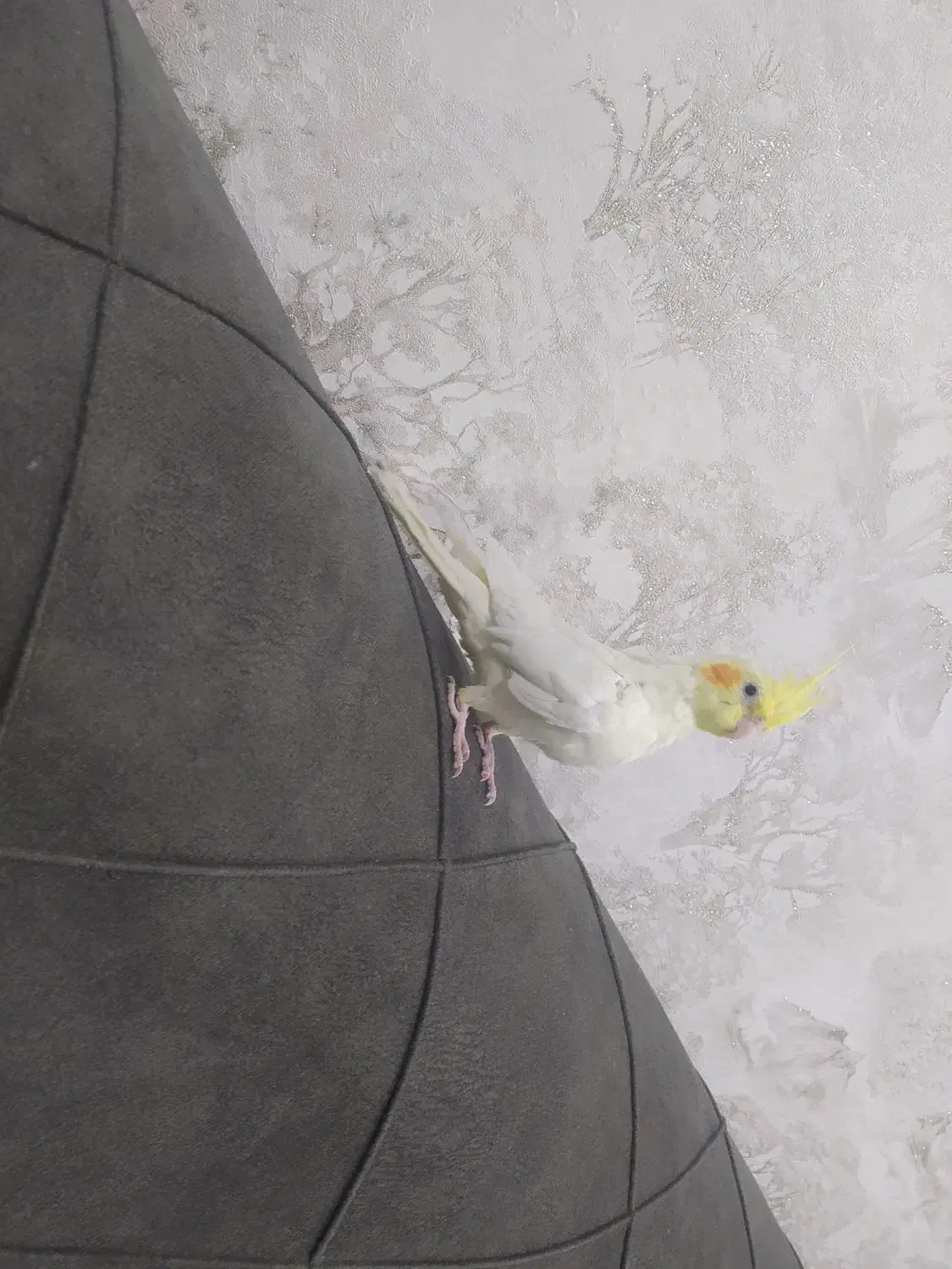 عروس هلندی دستی|پرنده|فرخ‌شهر, |دیوار