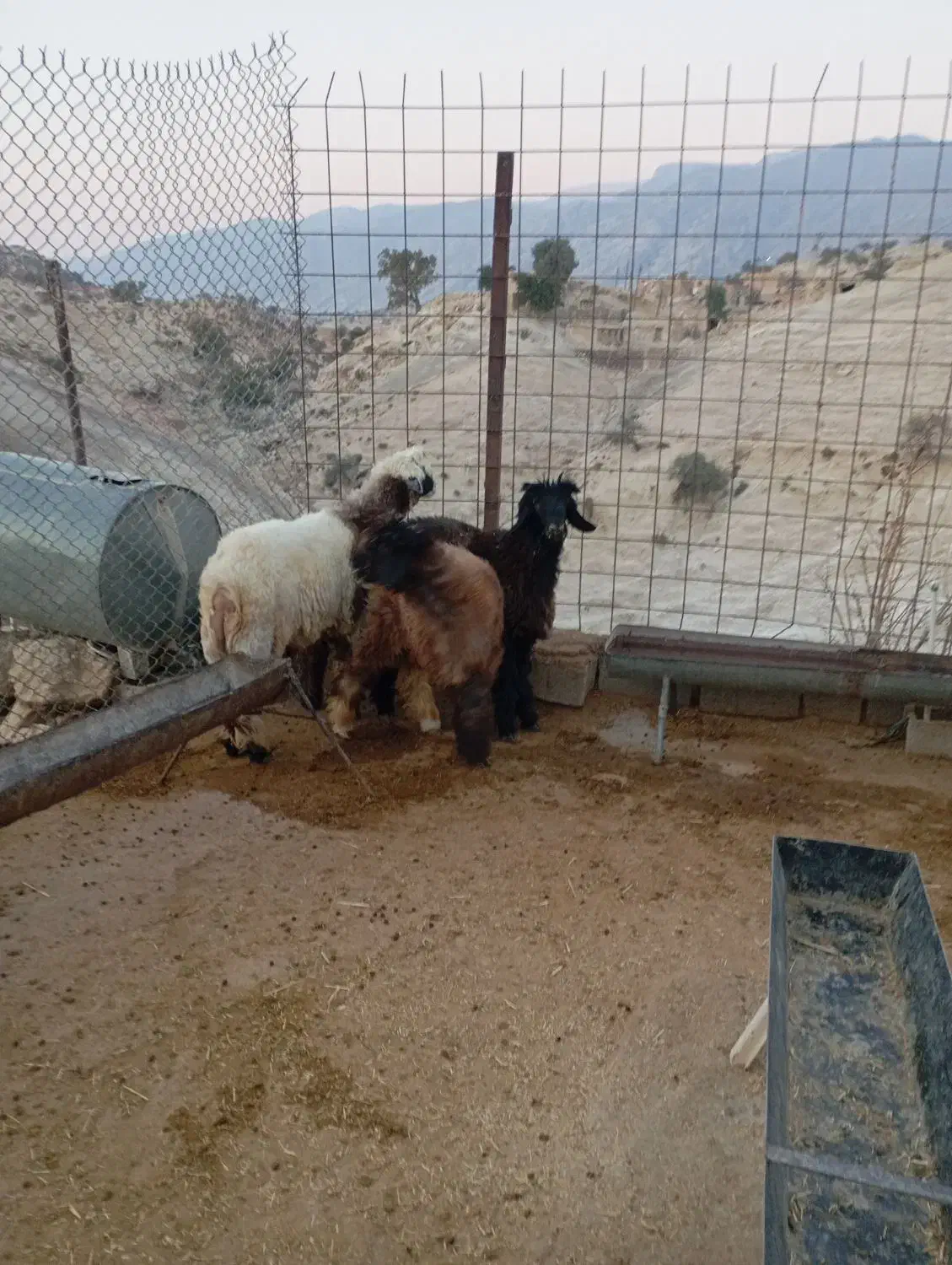 بره|حیوانات مزرعه|دهدشت, |دیوار