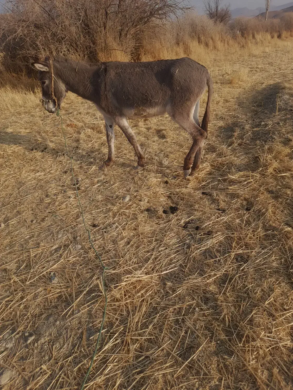 الاغ گله ای|حیوانات مزرعه|بیجار, |دیوار