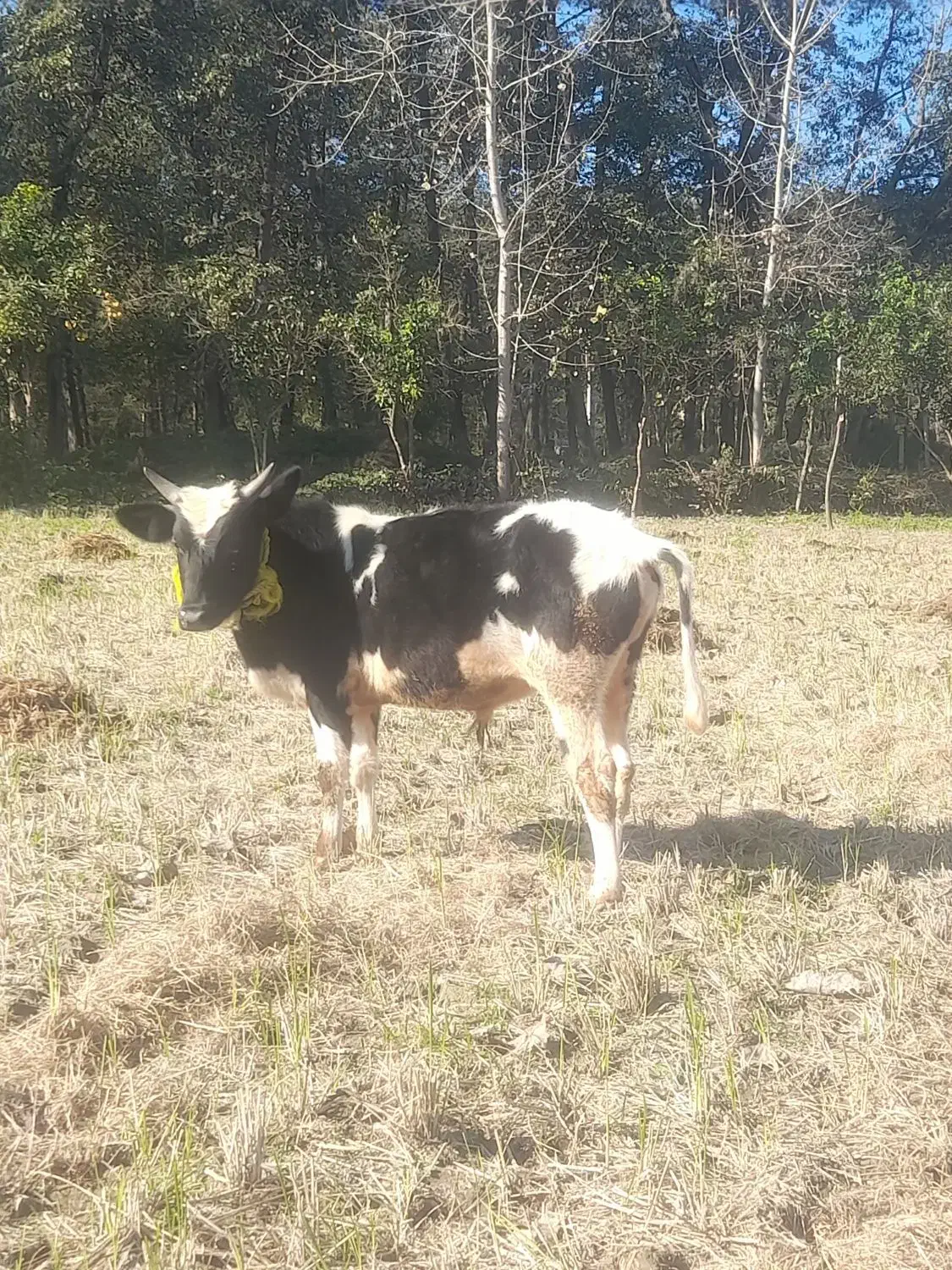 گوساله نر...|حیوانات مزرعه|محمودآباد, |دیوار