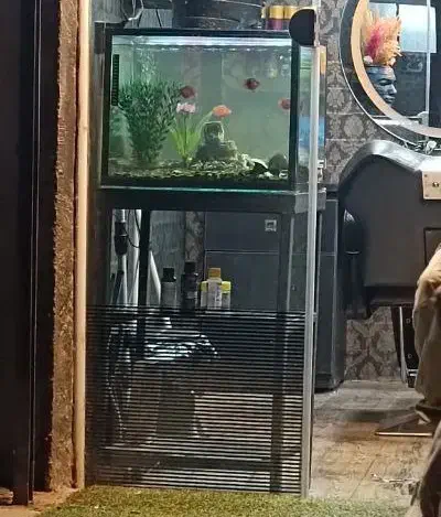 آکواریوم|ماهی|رشت, استقامت ۲|دیوار